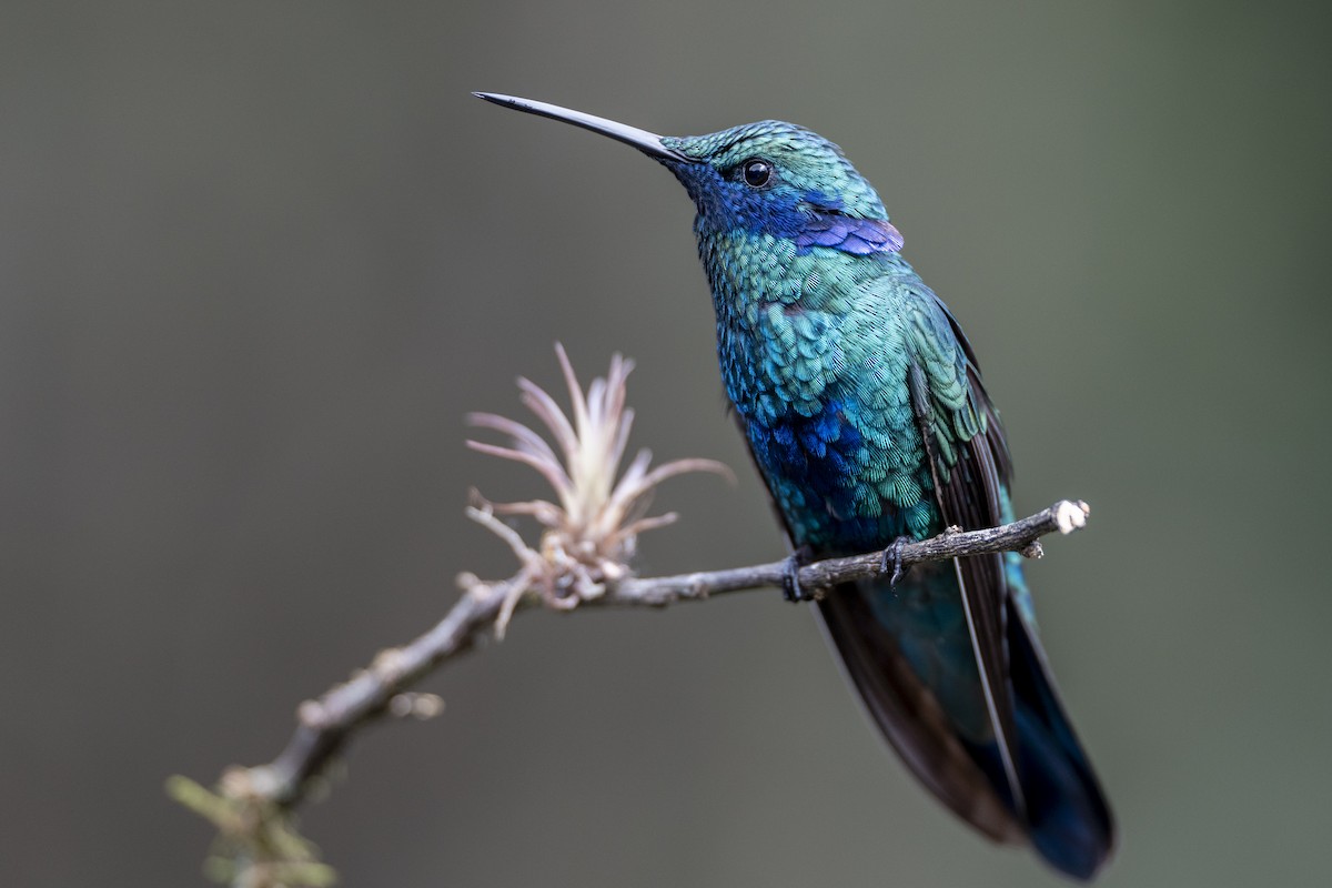 Sparkling Violetear - ML640992910