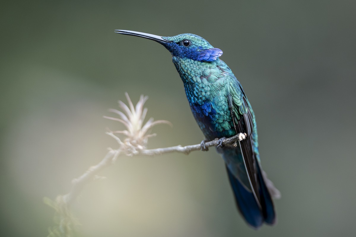 Sparkling Violetear - ML640992911