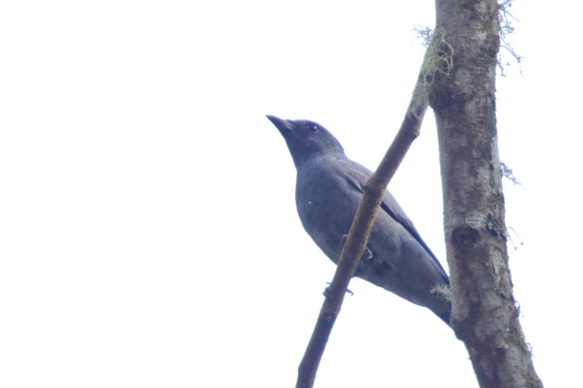 Sunda Cuckooshrike - ML640992918