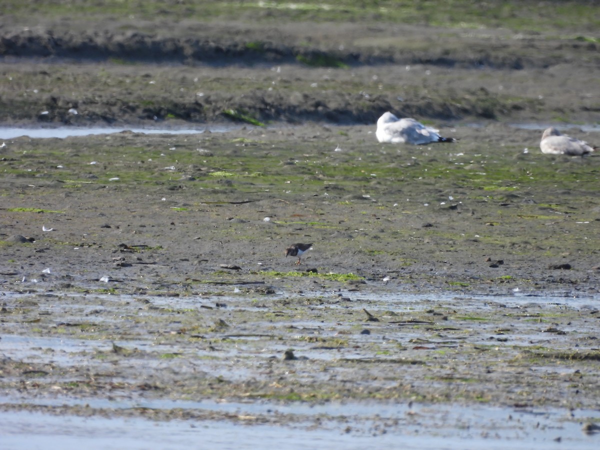 Ruddy Turnstone - ML640992925