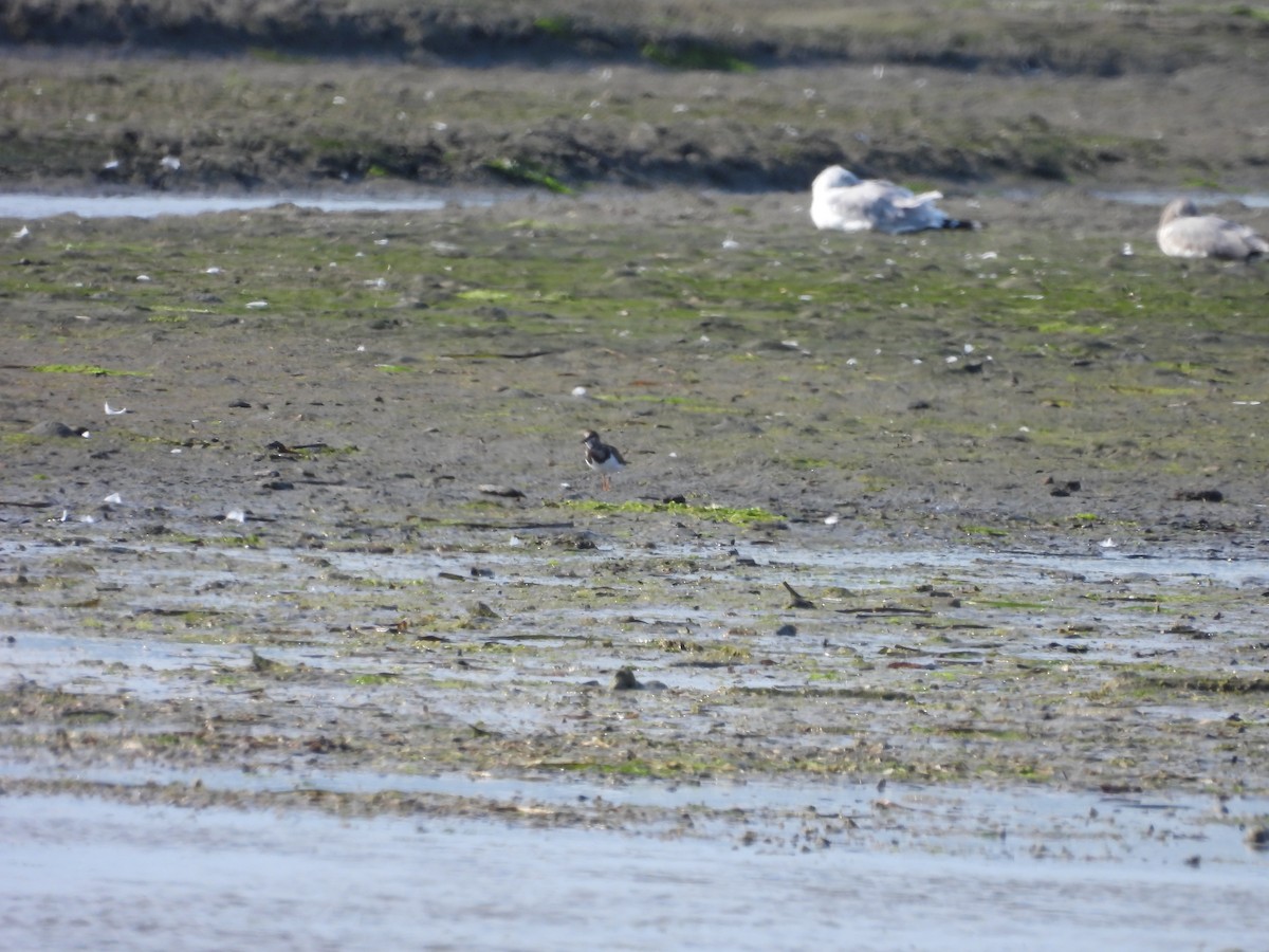 Ruddy Turnstone - ML640992926
