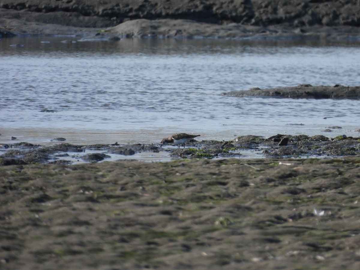 Ruddy Turnstone - ML640992927
