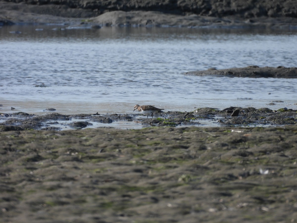 Ruddy Turnstone - ML640992928