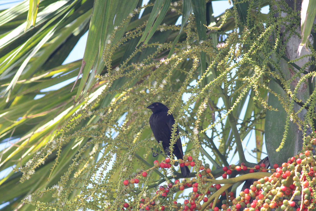 Bronzed Cowbird - ML640992932
