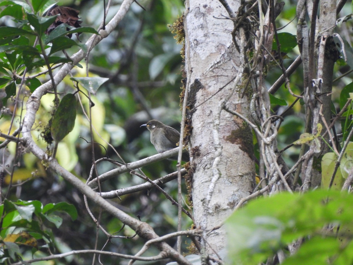 Forest Honeyeater - ML640992939