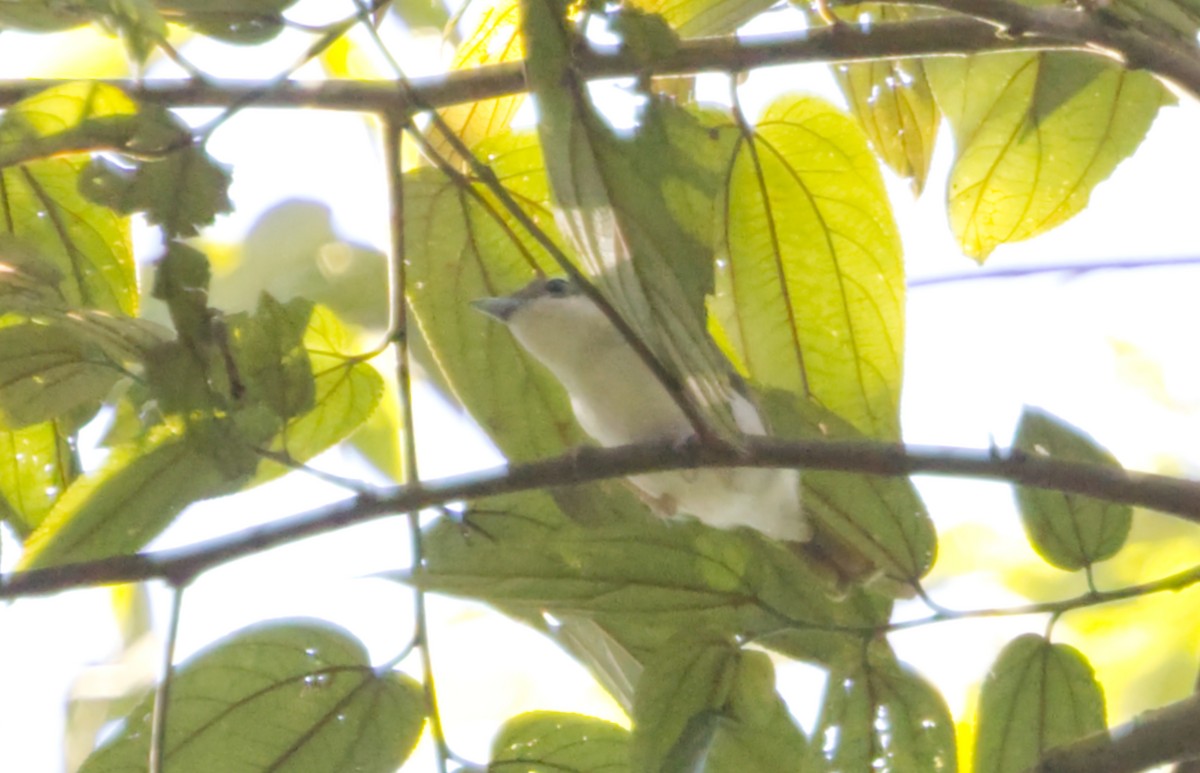 Vireo Alcaudón Pío - ML640992974