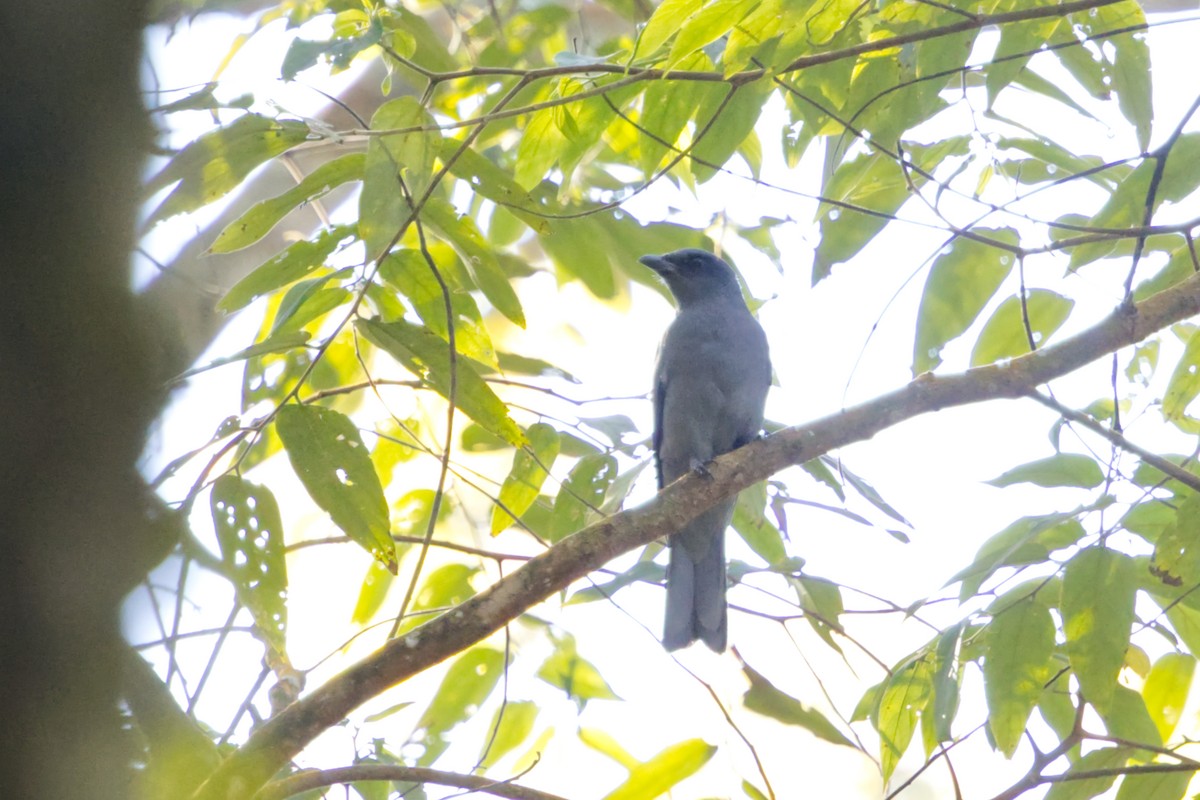 Sunda Cuckooshrike - ML640993013