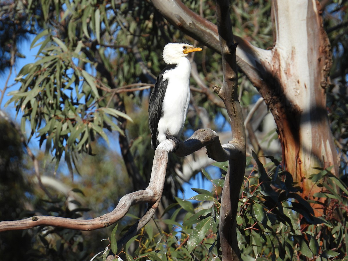 Little Pied Cormorant - ML640993029
