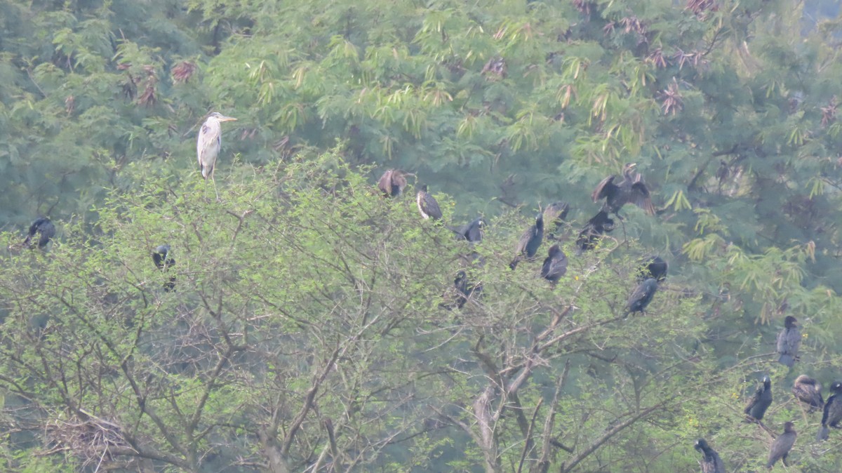 Indian Cormorant - ML640993032