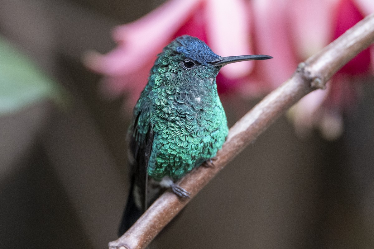Indigo-capped Hummingbird - ML640993034
