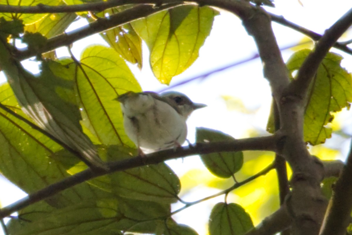 Vireo Alcaudón Pío - ML640993043