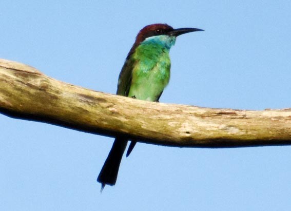 Blue-throated Bee-eater - ML640993050