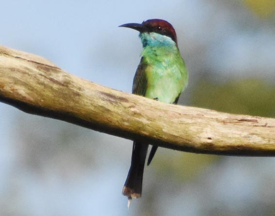 Blue-throated Bee-eater - ML640993062