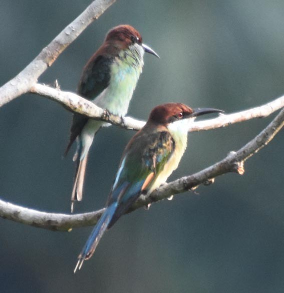 Blue-throated Bee-eater - ML640993068