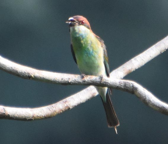 Blue-throated Bee-eater - ML640993073