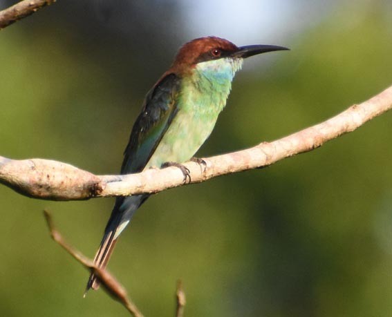 Blue-throated Bee-eater - ML640993080