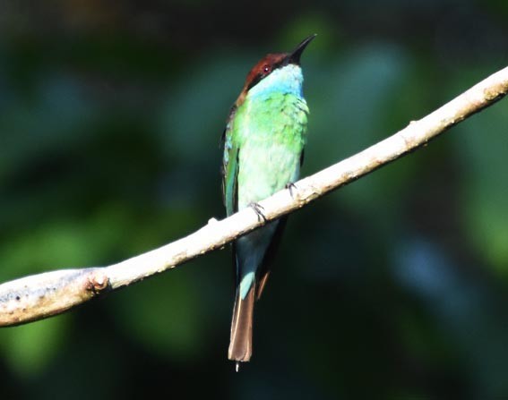 Blue-throated Bee-eater - ML640993087