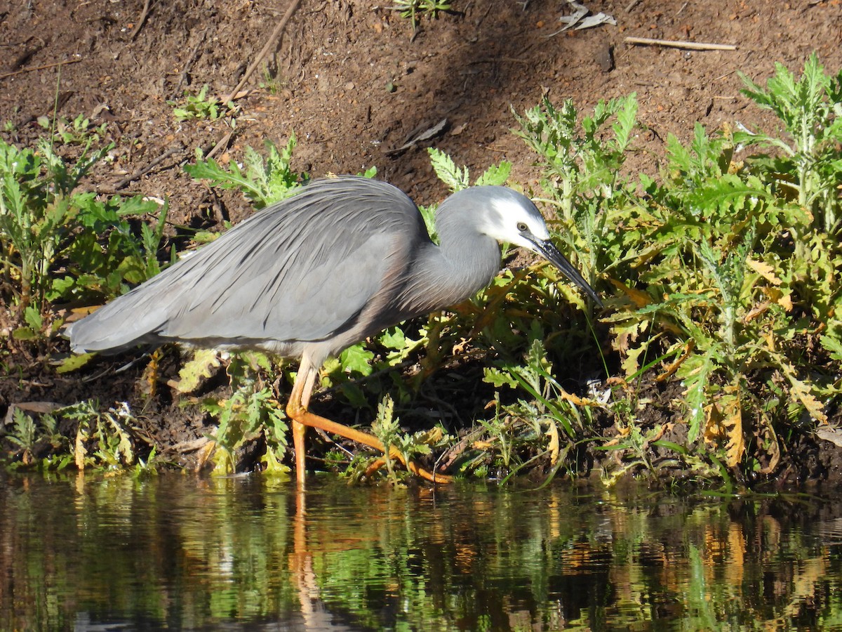White-faced Heron - ML640993094