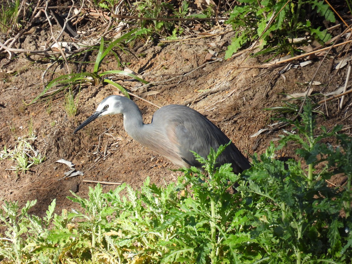 White-faced Heron - ML640993095
