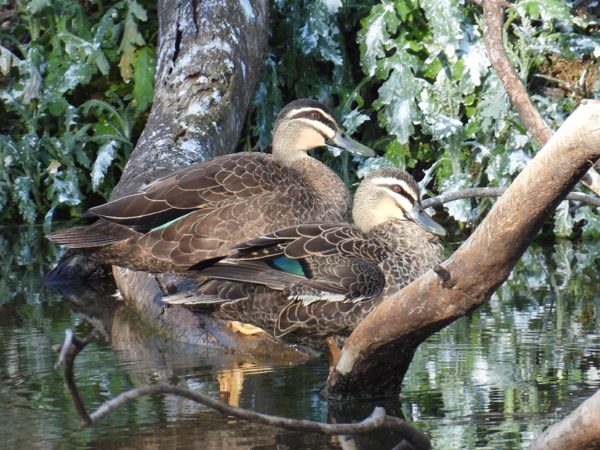 Pacific Black Duck - ML640993109