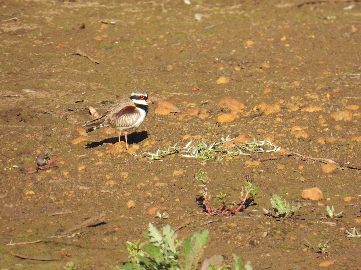 Black-fronted Dotterel - ML640993125