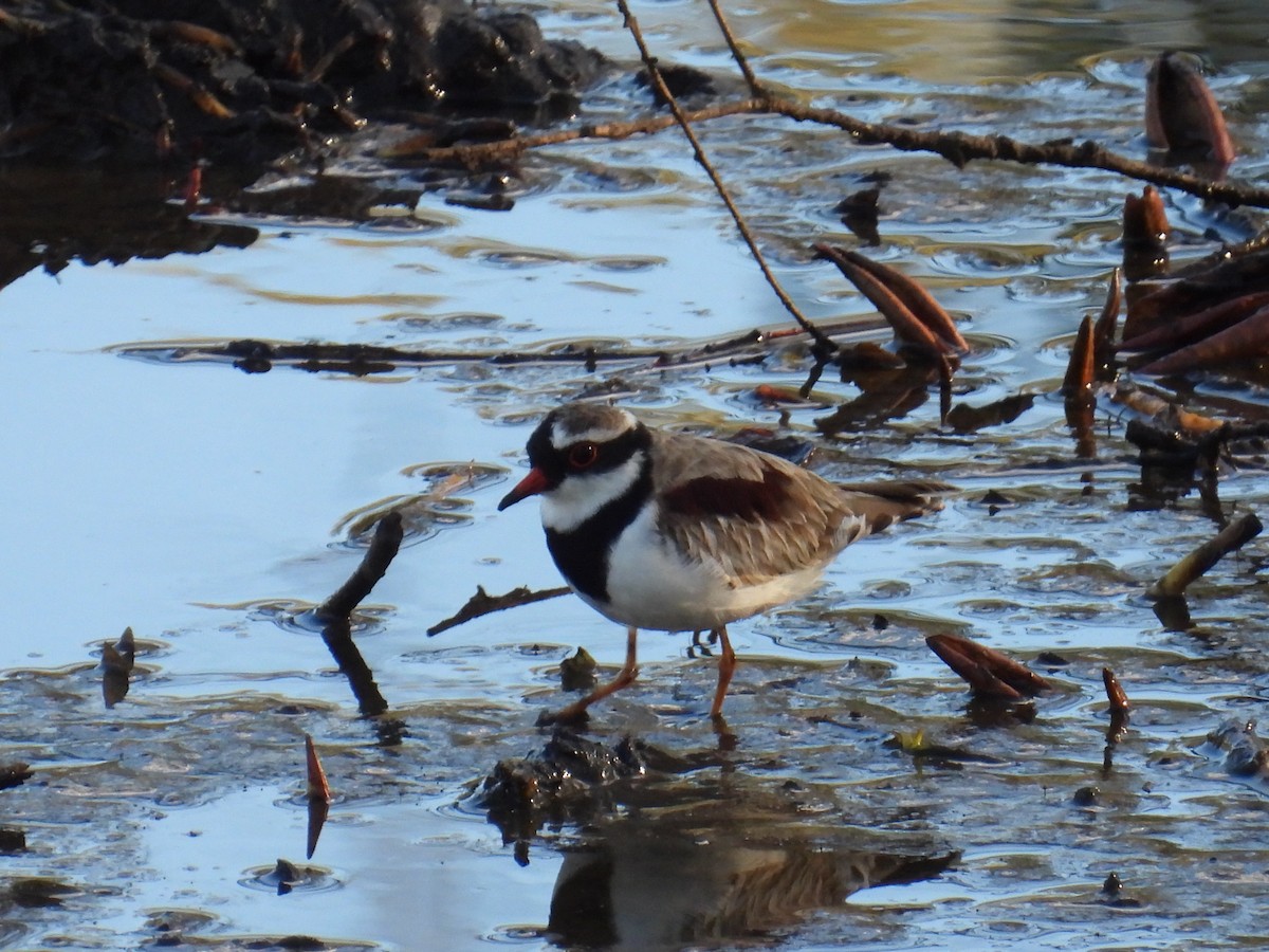 Black-fronted Dotterel - ML640993126