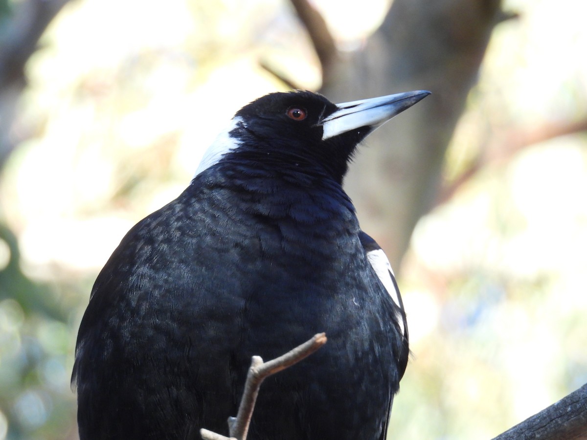 Australian Magpie - ML640993145