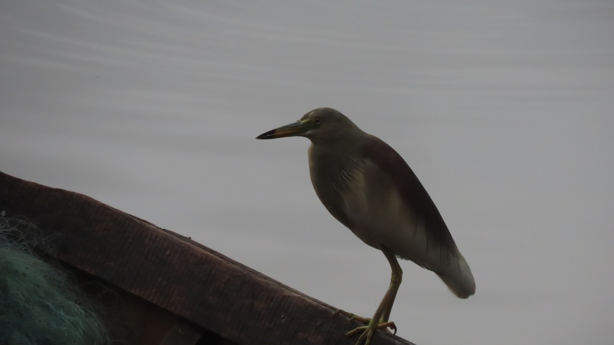 mangrovehegre - ML640993184