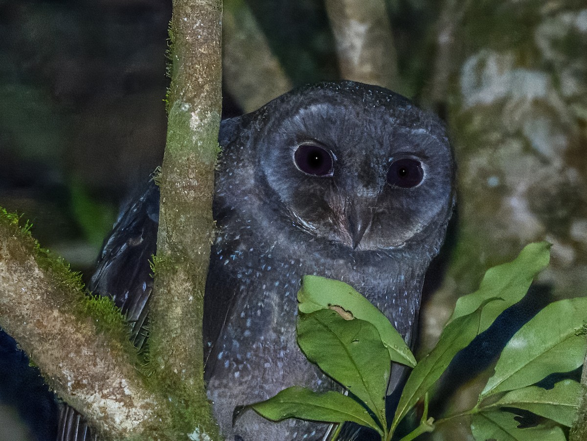 sotslørugle (tenebricosa/arfaki) - ML640993231