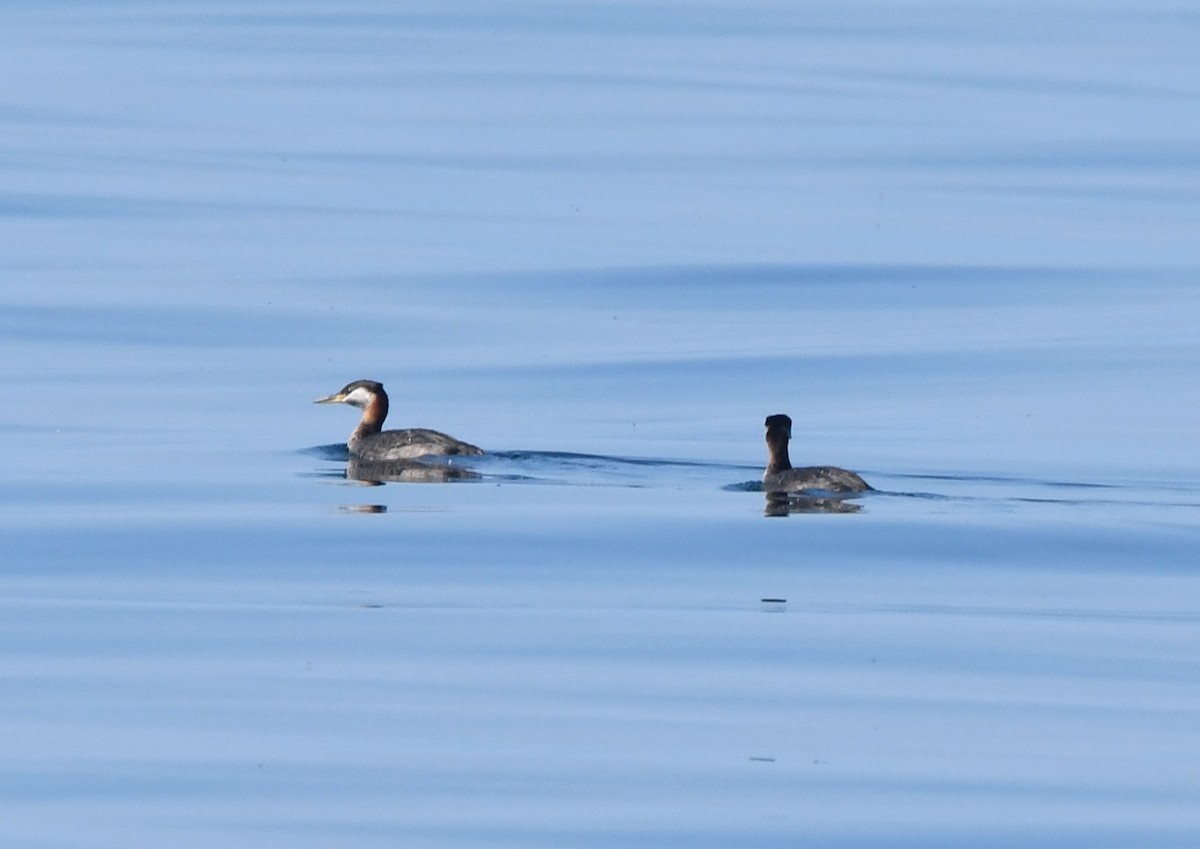 Red-necked Grebe - ML640993408