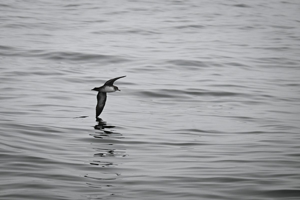 Pink-footed Shearwater - ML640993410