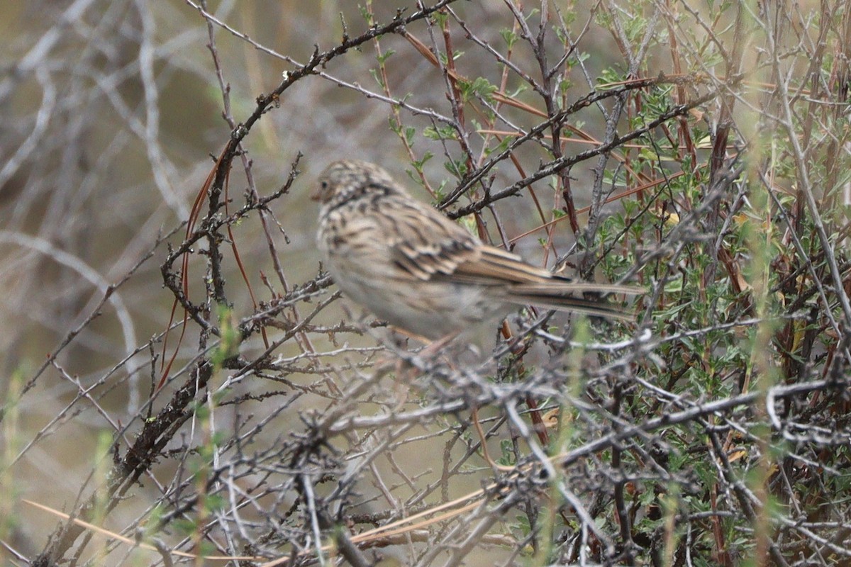 Vesper Sparrow - ML640993498