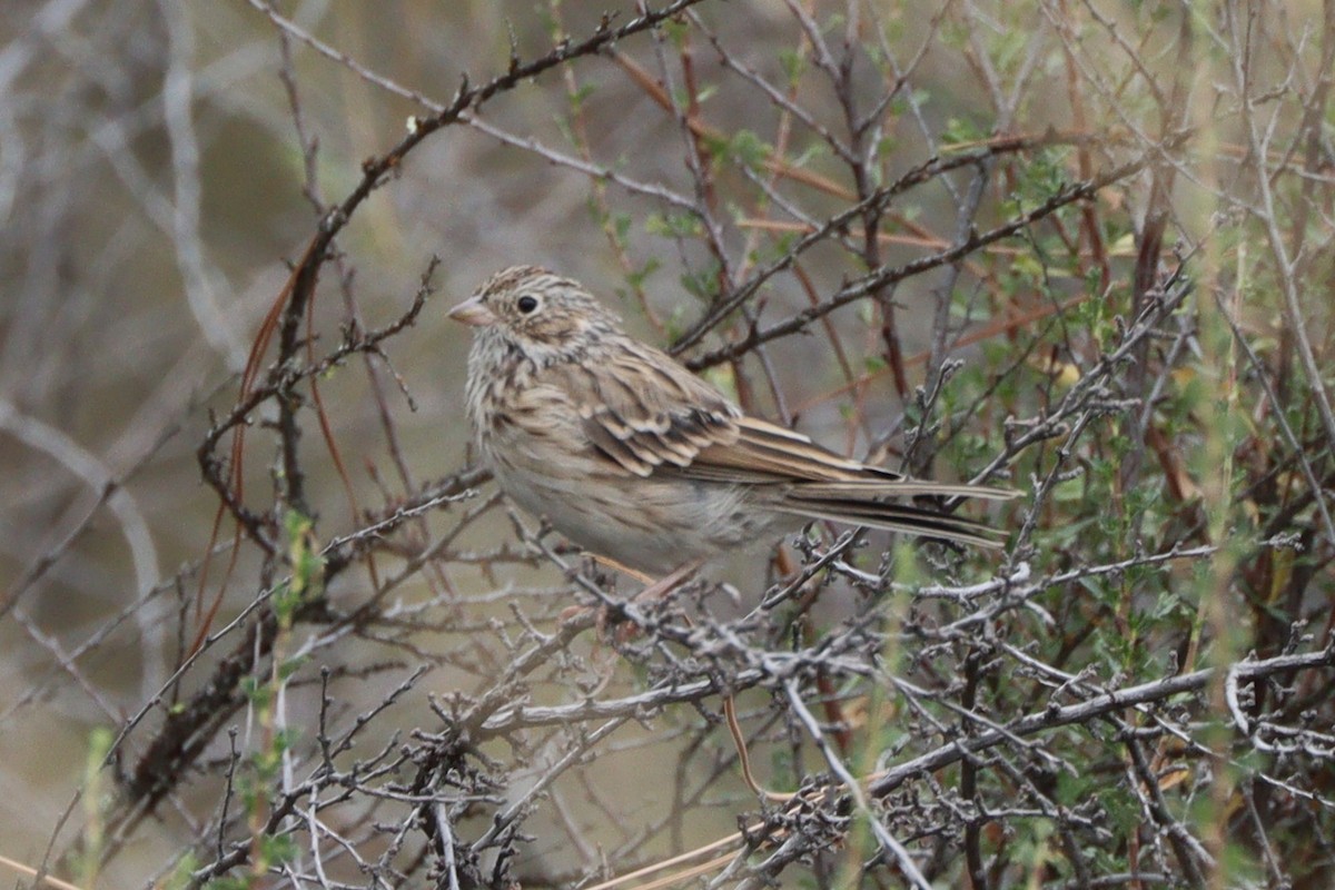 Vesper Sparrow - ML640993499