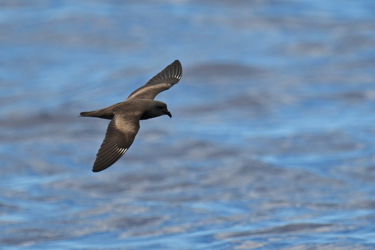 Océanite de Swinhoe - ML640993529