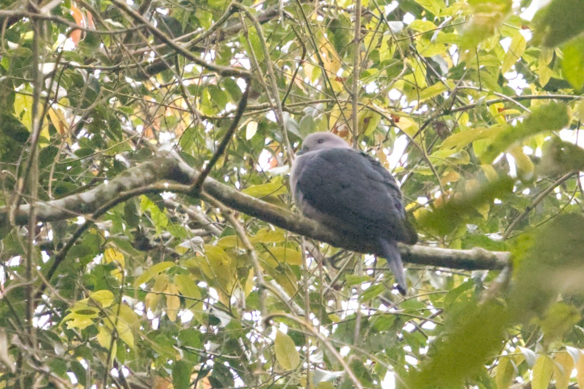 Dark-backed Imperial-Pigeon (Pink-headed) - ML640993546