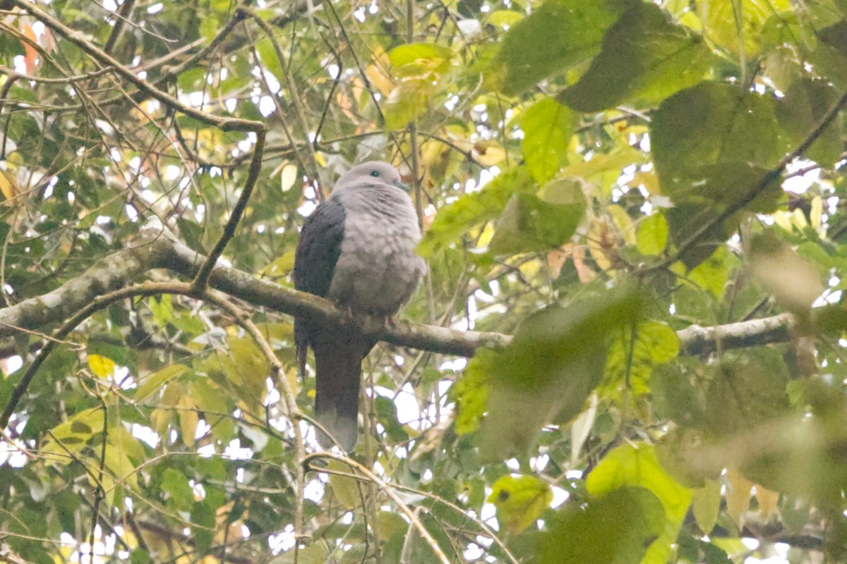 Dark-backed Imperial-Pigeon (Pink-headed) - ML640993547
