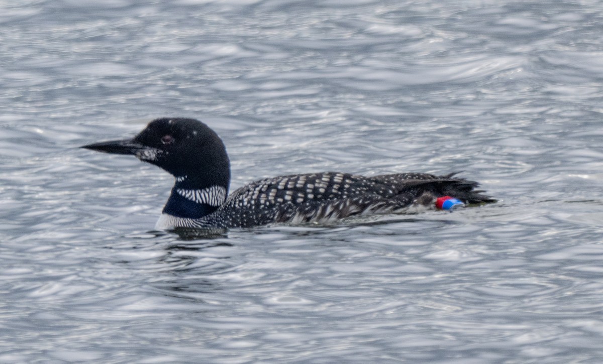 Common Loon - ML640993633
