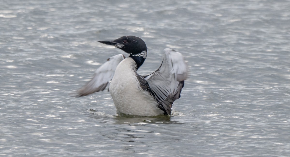 Common Loon - ML640993637