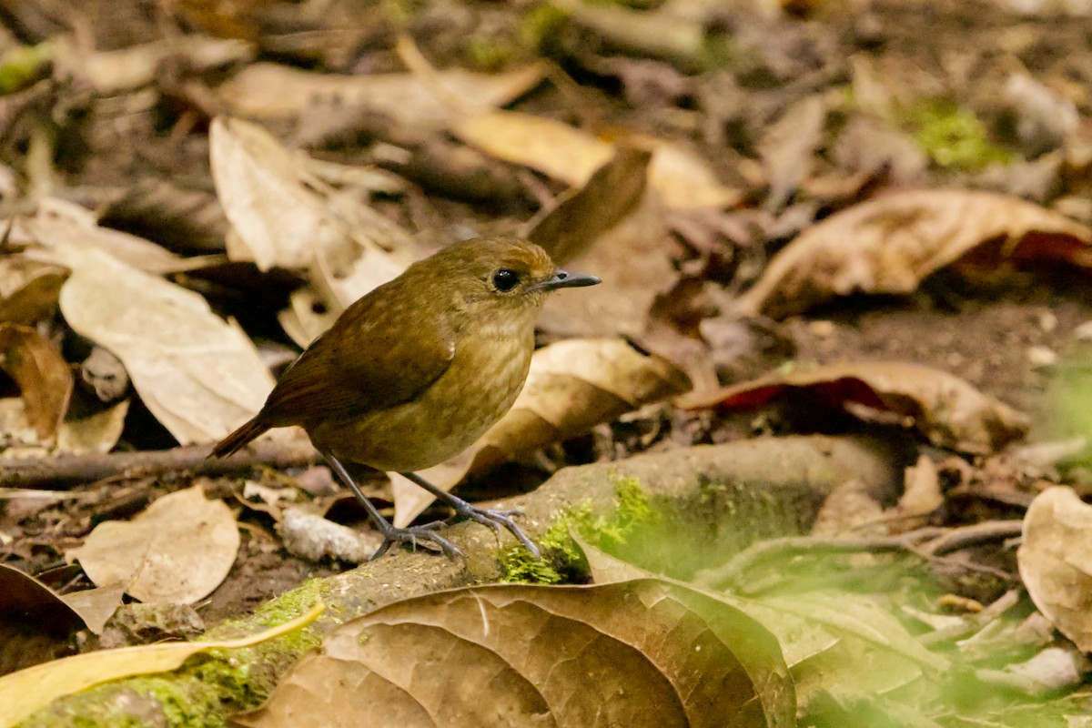 Lesser Shortwing - ML640993638