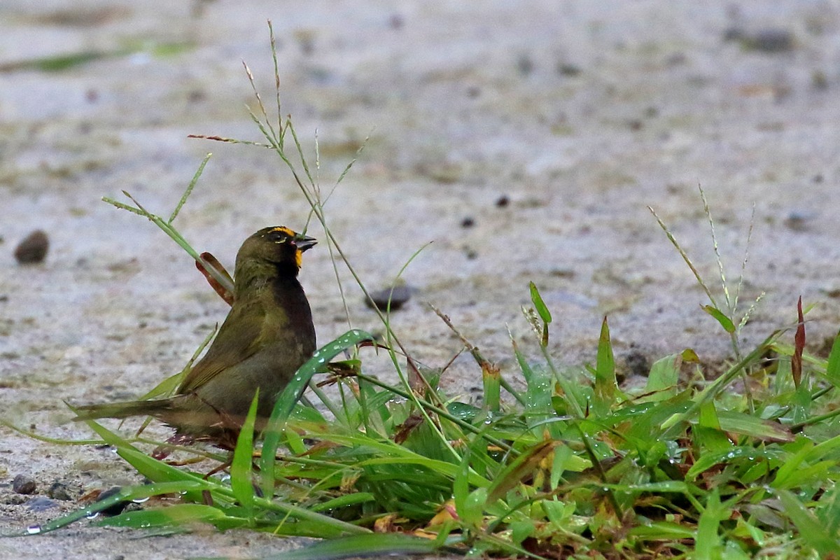 Yellow-faced Grassquit - ML640993658