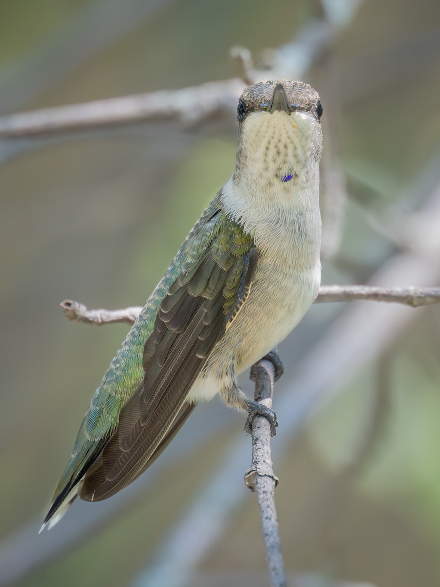 Black-chinned Hummingbird - ML640993685