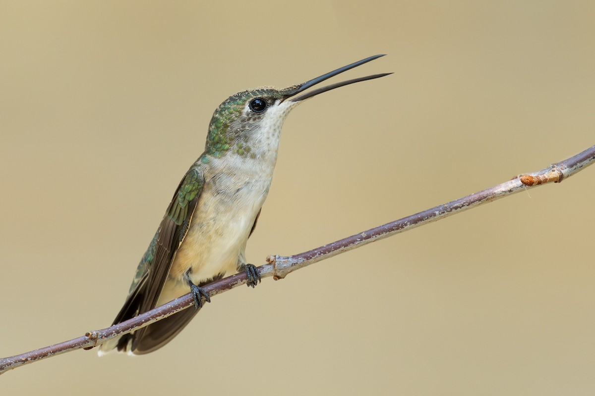 Black-chinned Hummingbird - ML640993686