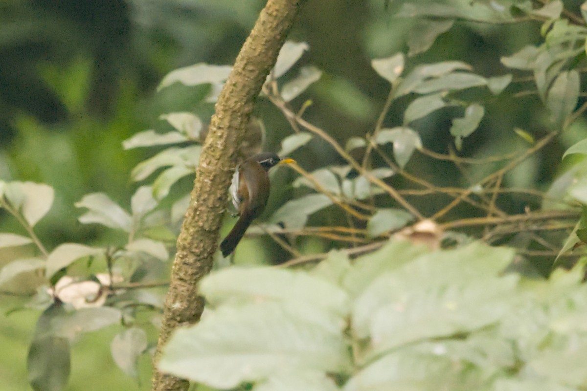 Javan Scimitar-Babbler - ML640993764