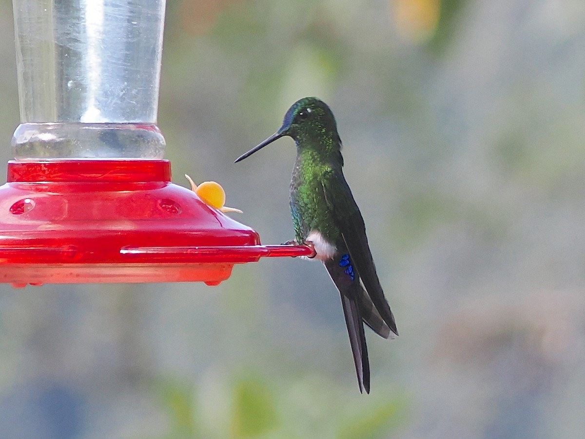 Sapphire-vented Puffleg - ML640993776