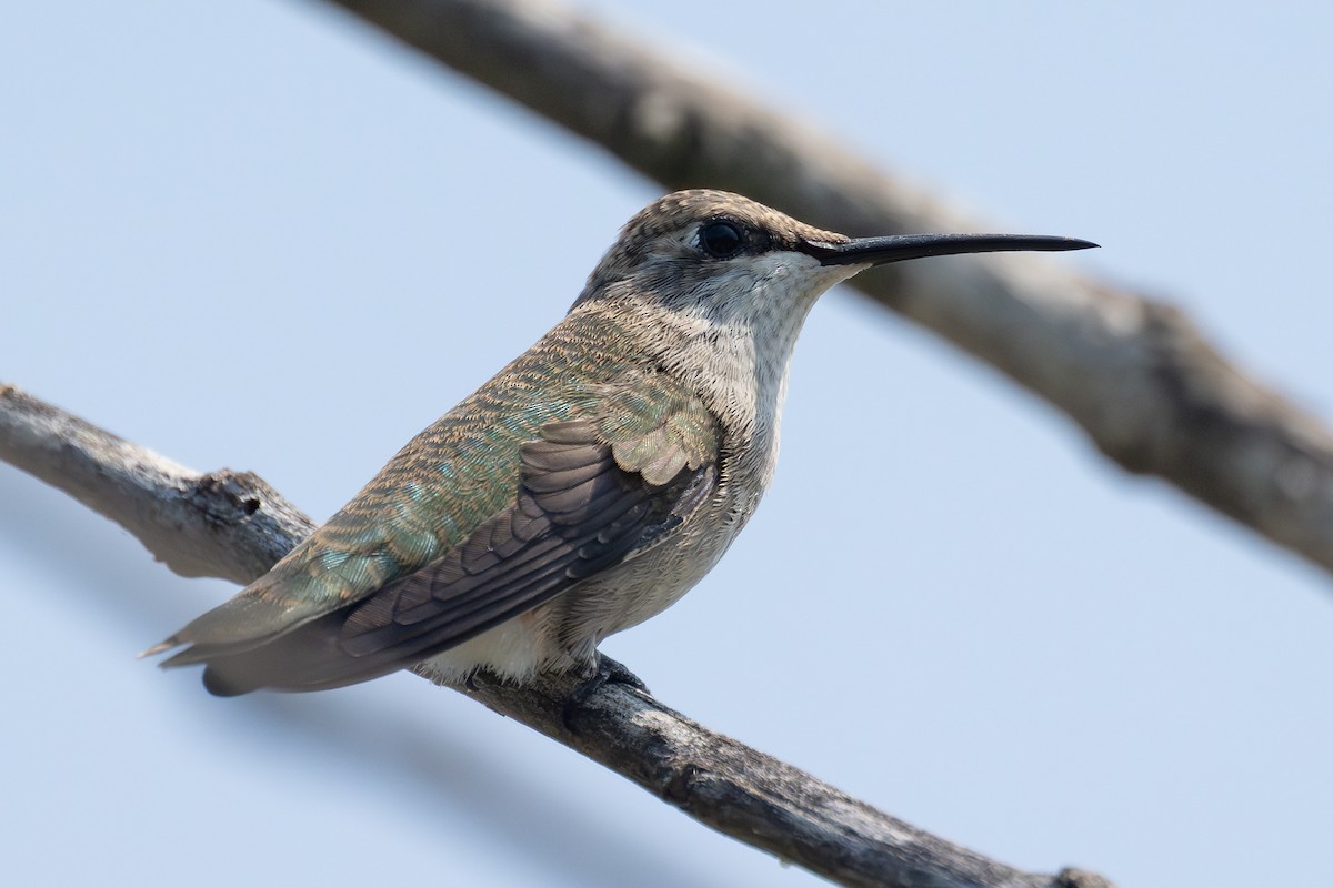Ruby-throated/Black-chinned Hummingbird - ML640993778