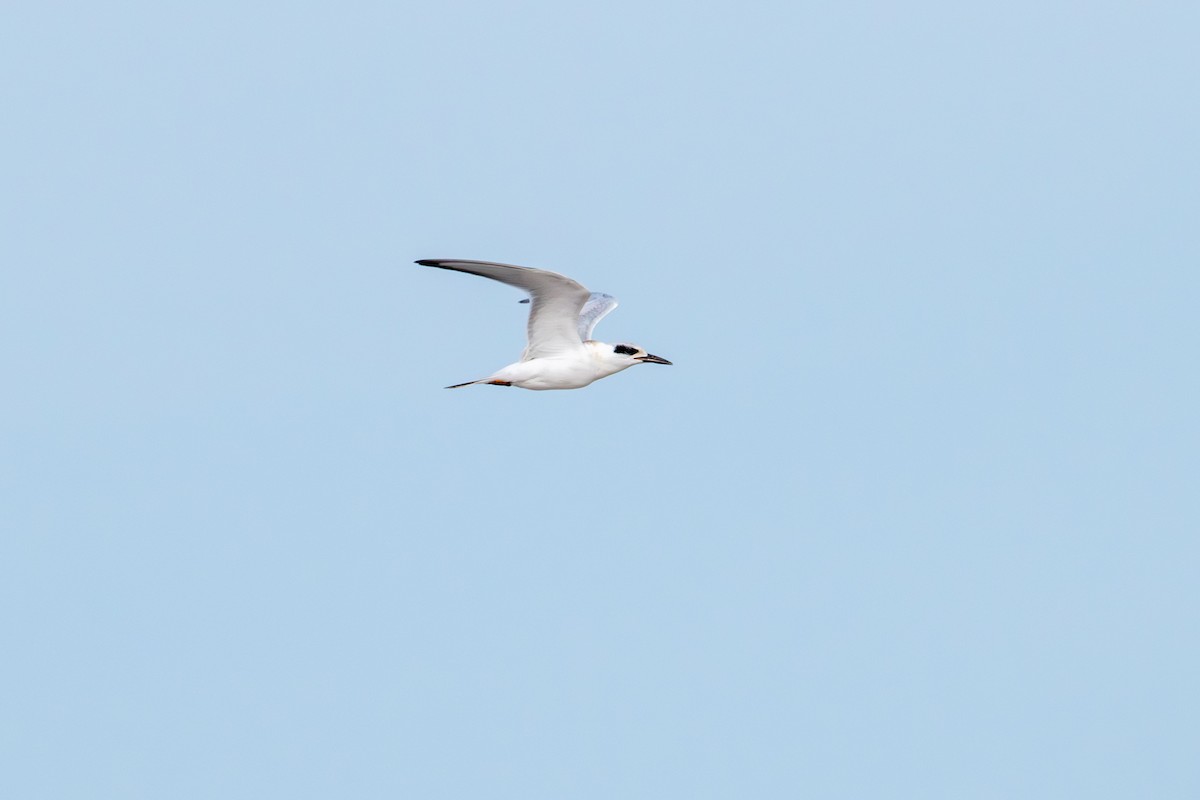 Forster's Tern - ML640993932
