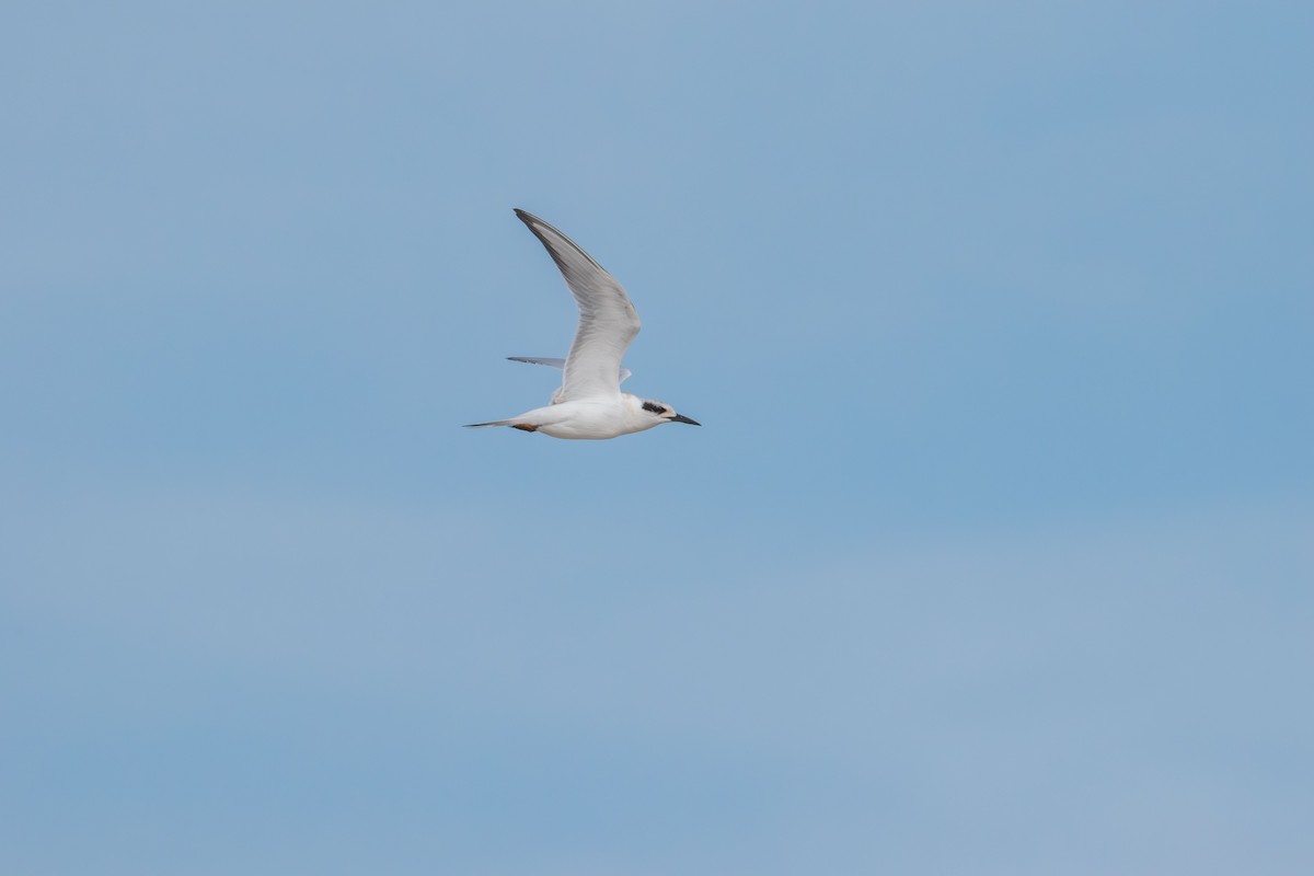 Forster's Tern - ML640993940