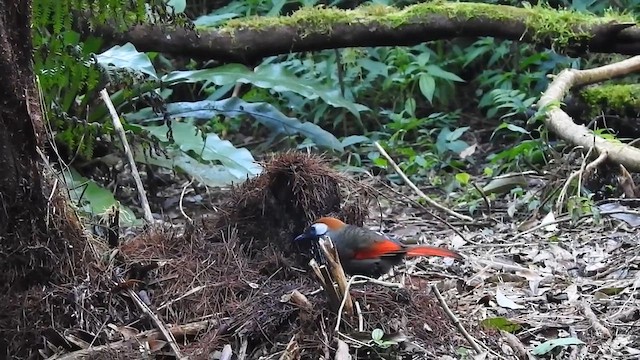 Red-tailed Laughingthrush - ML640993944