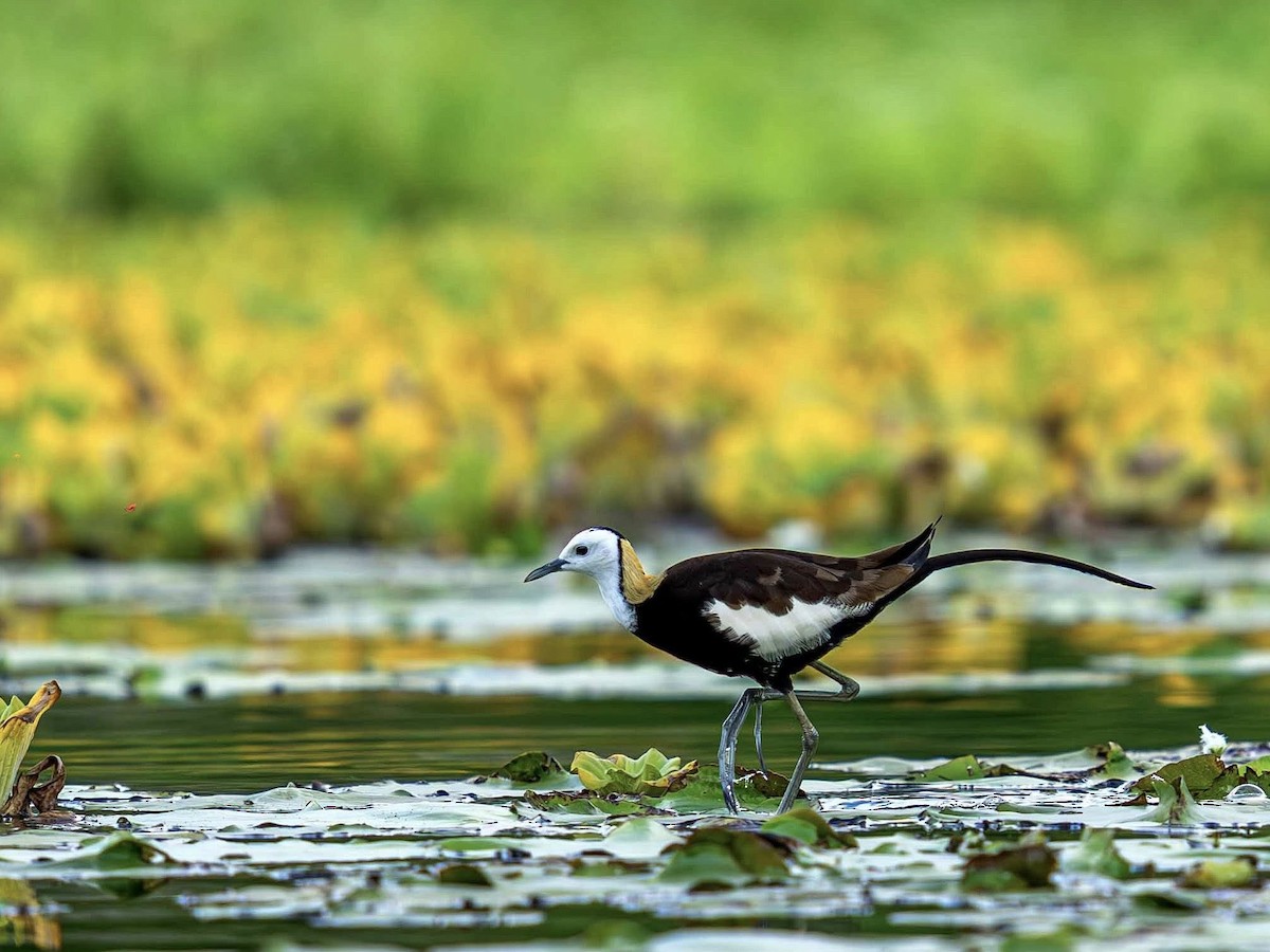 Pheasant-tailed Jacana - ML640993945