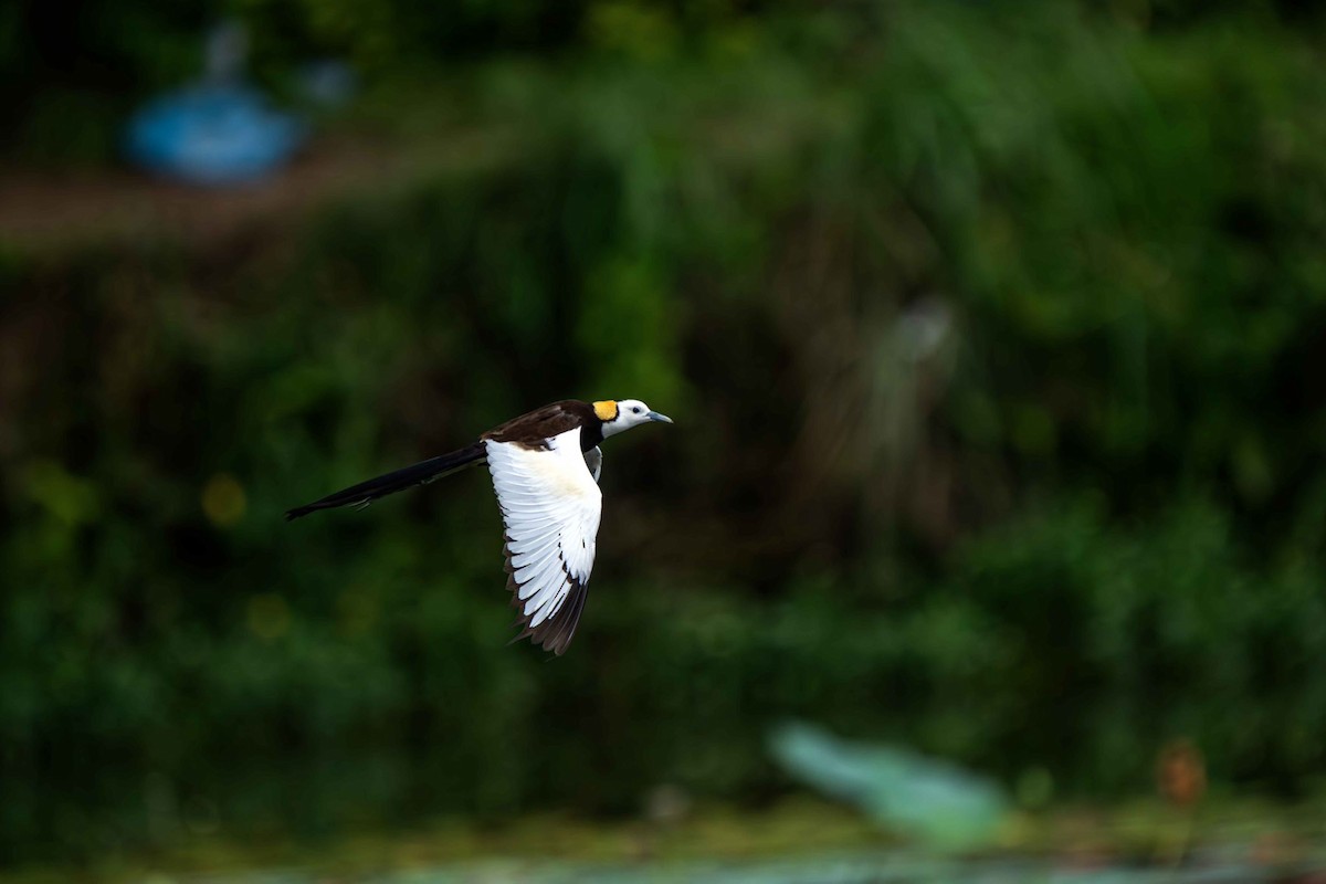 Pheasant-tailed Jacana - ML640993946